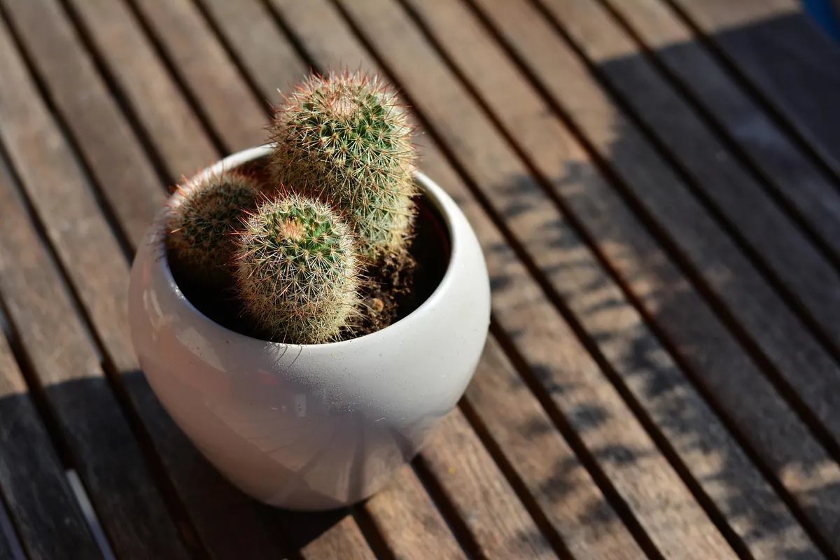 Beginner's Guide to Growing Herbs in Pots on a UK Balcony