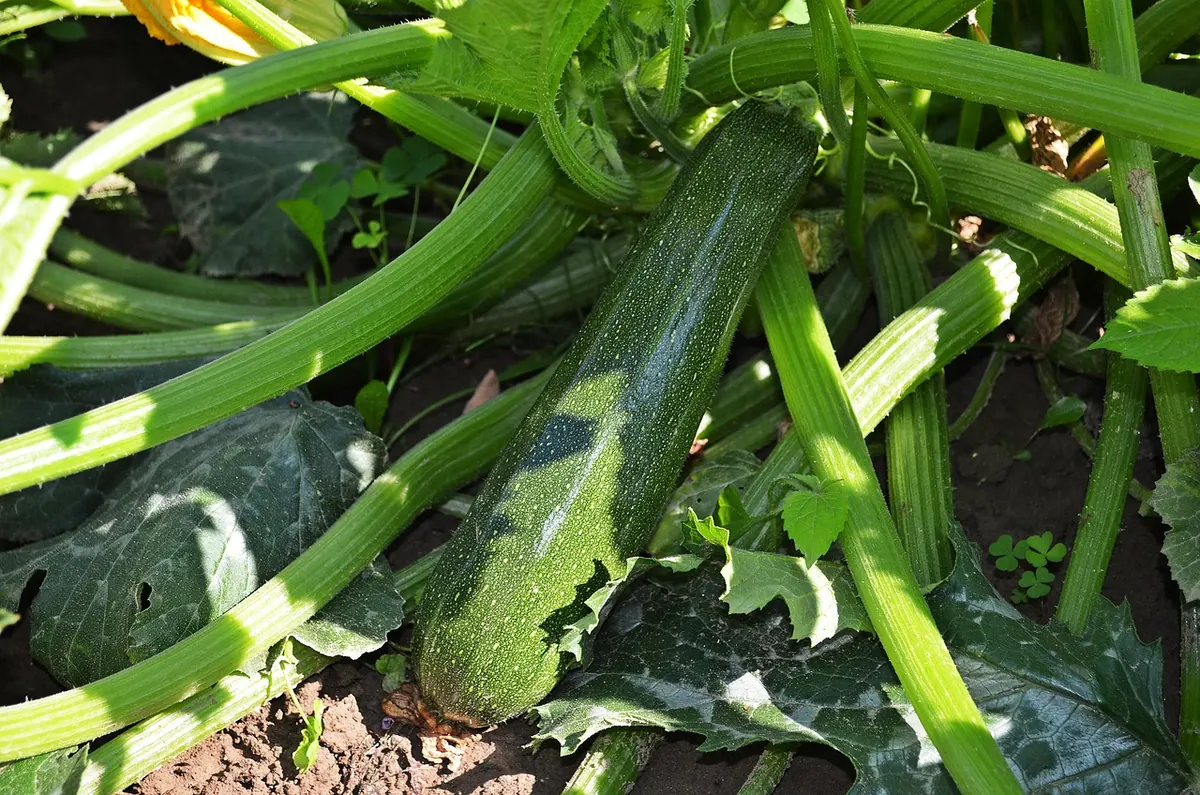 Common Mistakes When Growing Courgettes (and How to Fix Them)