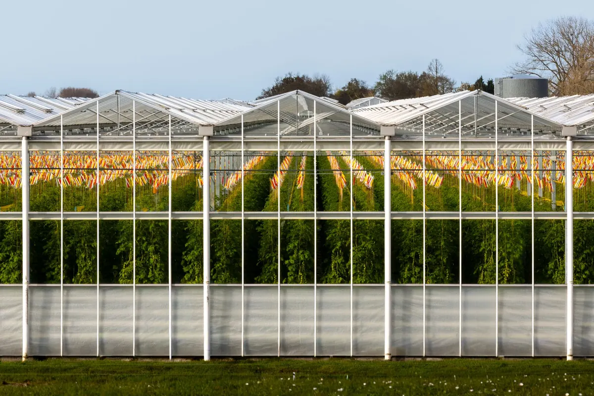 How to Grow Tomatoes in a UK Greenhouse: A Month-by-Month Guide